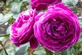 Ã¢â¬ËPlum-PurpleÃ¢â¬â¢ Floribunda Rose Royalty Free Stock Photo